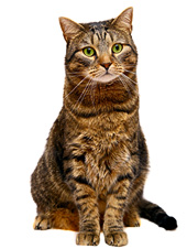 teaser170x226-sortiment-katzenfutter