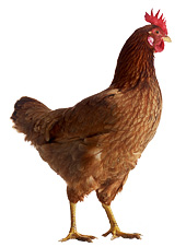 teaser170x226-sortiment-nutztierfutter