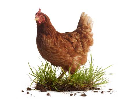 Huhn_sRGB_PPT_450x350