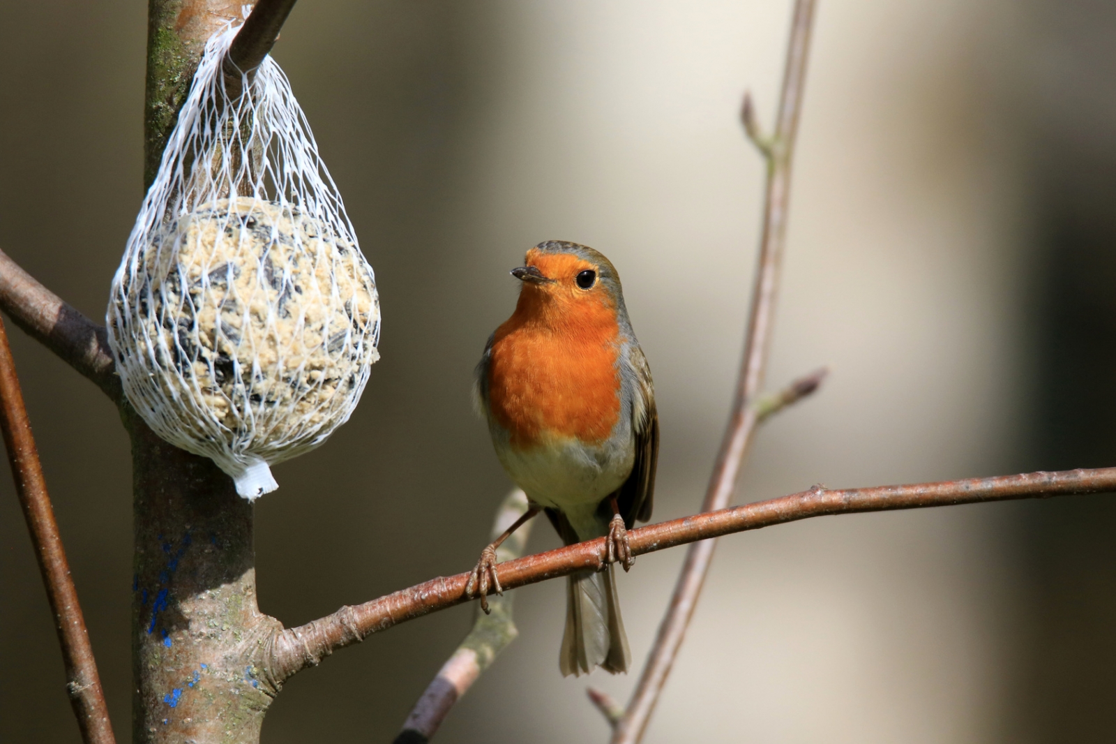 Rotkehlchen mit Meisenknödel auf Ast