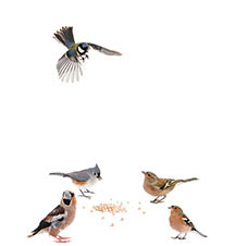 Bild von Vögeln mit Futter