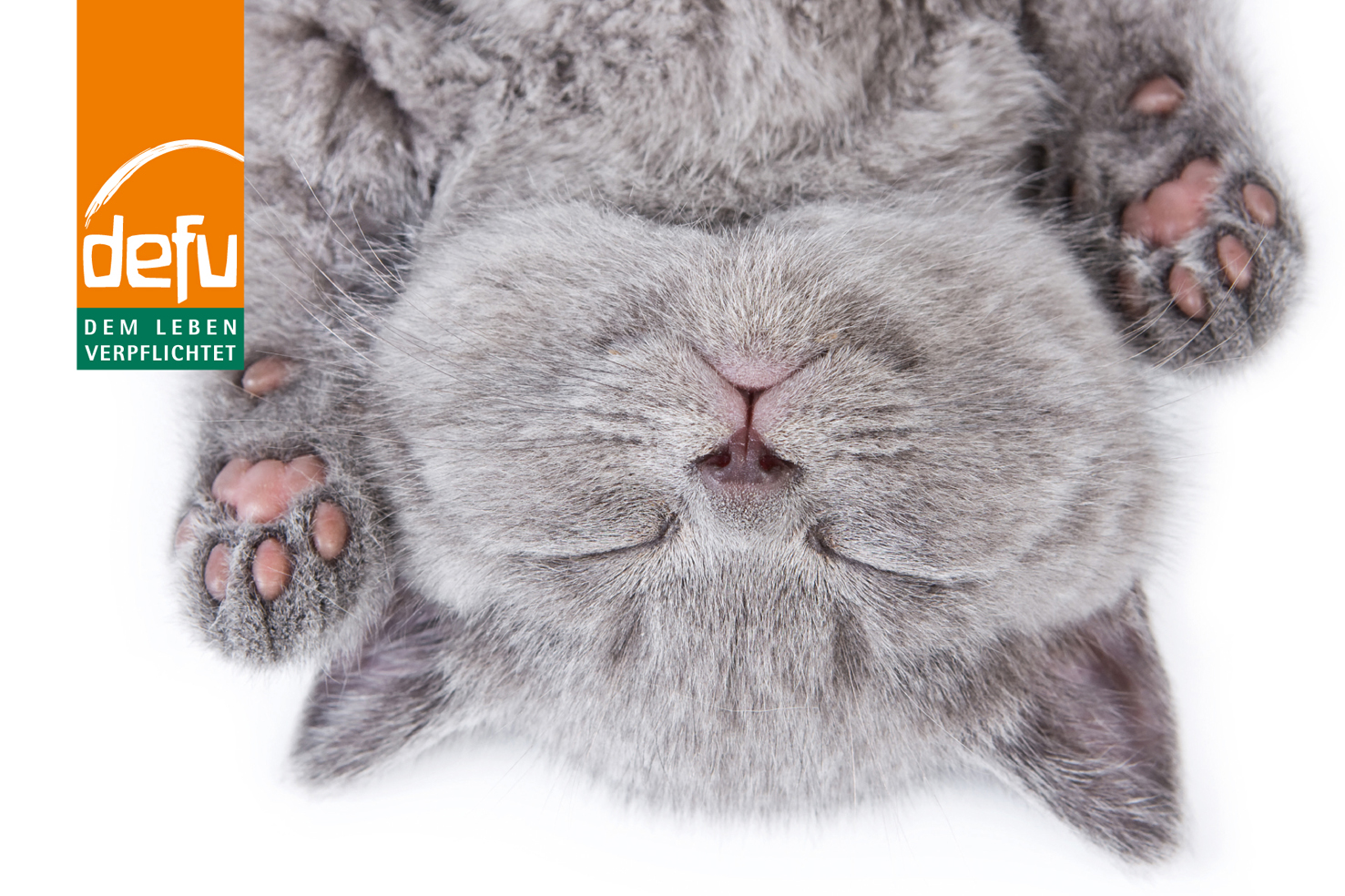 defu_Magazin_Bilder-1