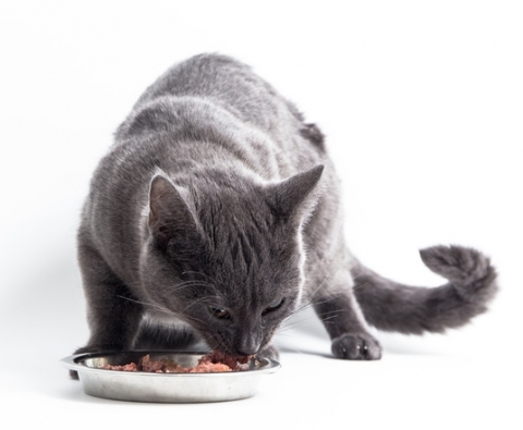 Graue Katzen frisst aus einen silbernen Napf auf weissen Hintergrund