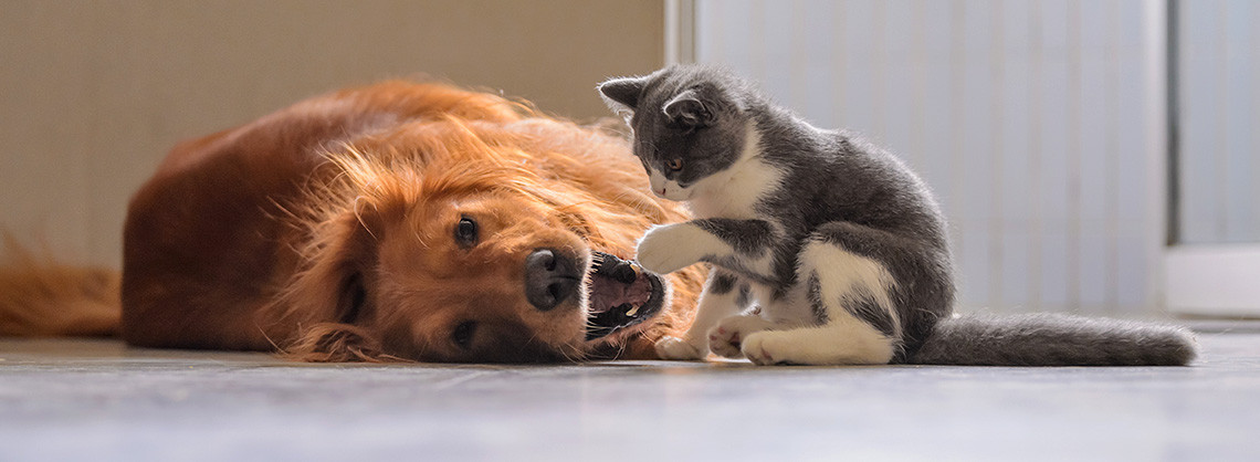 Brauner Hund mit kleiner Katze