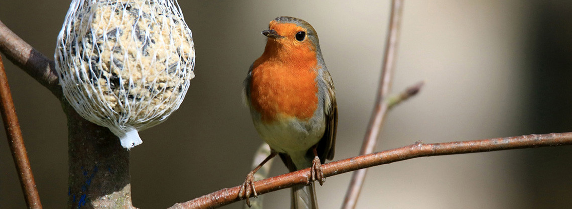 Rotkelchen auf Ast mit Meisenknödel im Netz