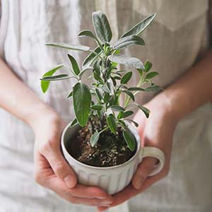 Hände halten Salbeiplanze im Topf