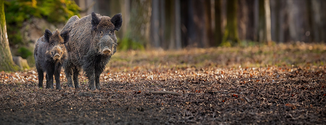 zwei Wildschweine im Wald