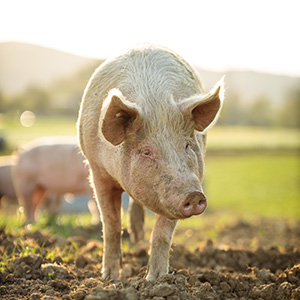 defu Streufutter für Vögel 1 kg Verpackung