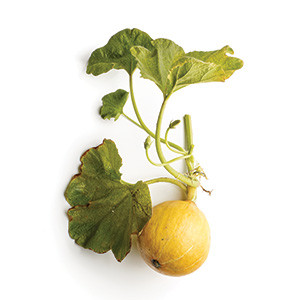 Hokkaido Kürbis mit Trieben und Blättern auf weissen Hintergrund